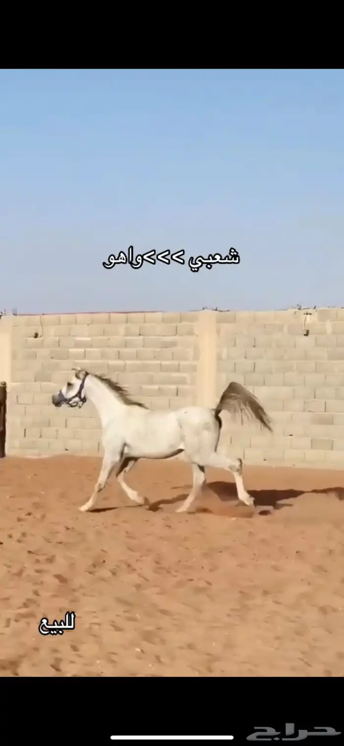 شعبي العمر 2 سنتين وأربع اشهر تقريبا الطول 155 1