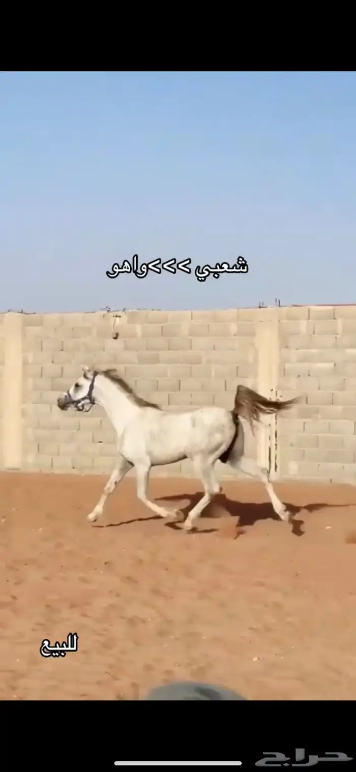 شعبي العمر 2 سنتين وأربع اشهر تقريبا الطول 155 0