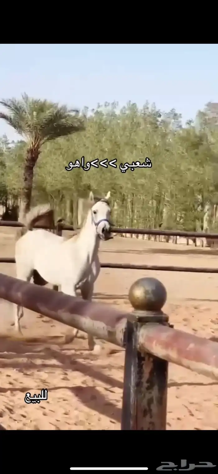 شعبي العمر 2 سنتين وأربع اشهر تقريبا الطول 155 2