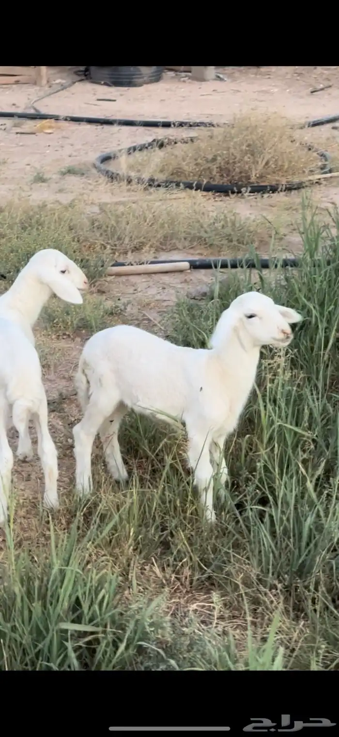 دواغير رخل وخروف صنف حري تم البيع 1
