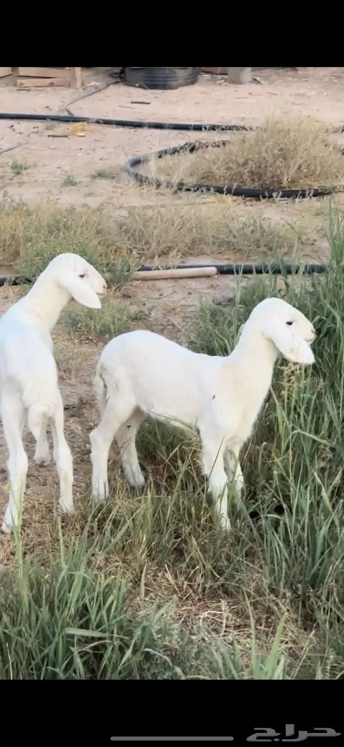 دواغير رخل وخروف صنف حري تم البيع 0