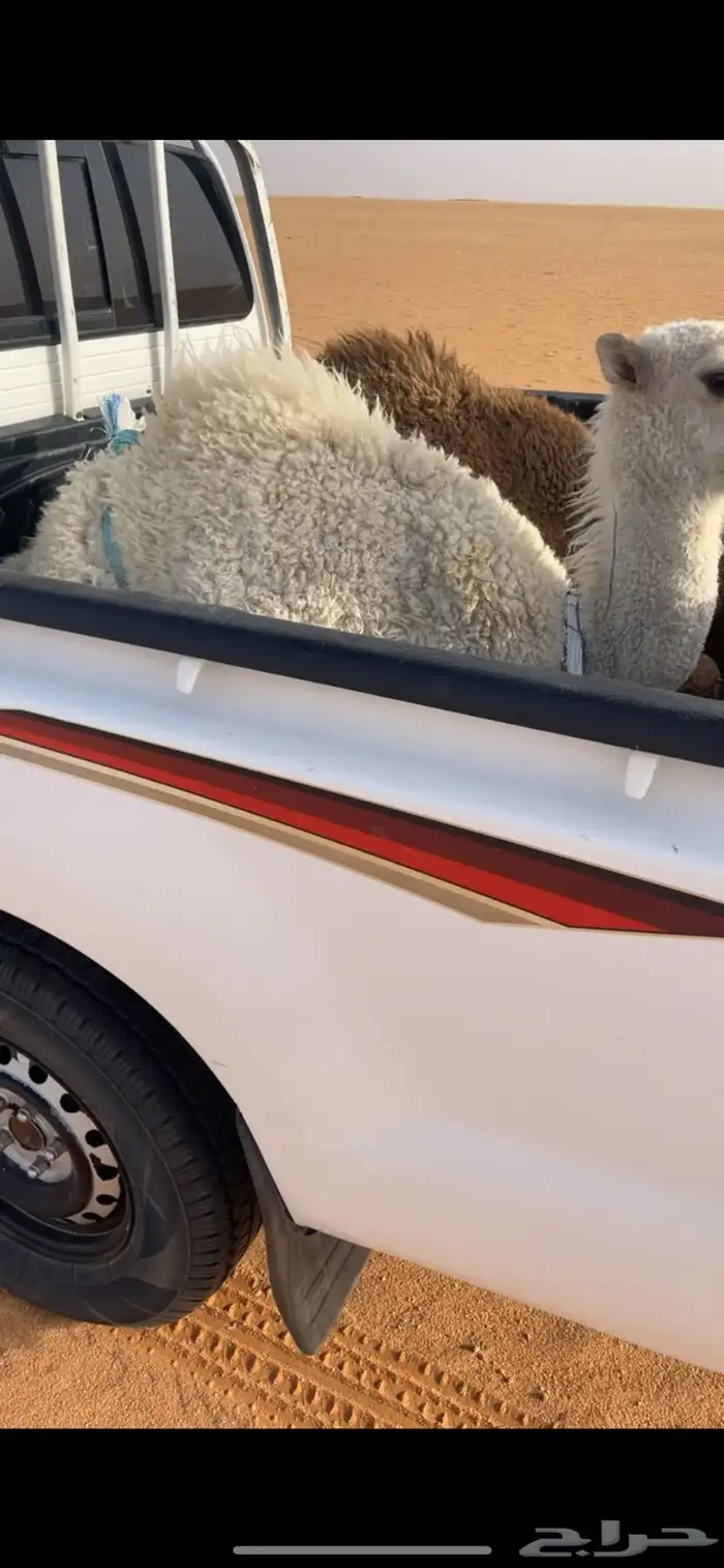 قعدان لبانبيه 2
