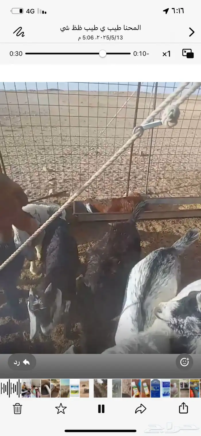 جفار للبيع عمرها من ثلاث شهور وتحت 1