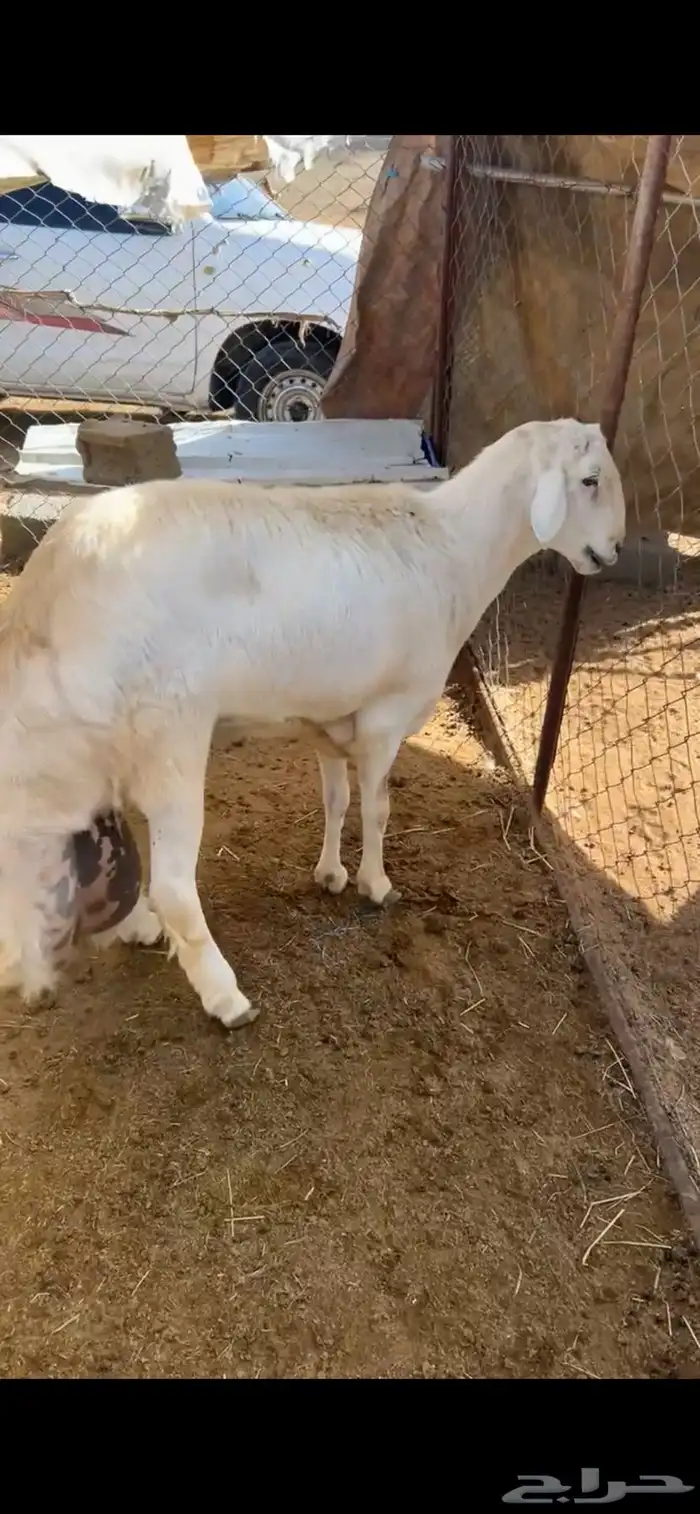 خاروف للبيع جبر ناهي 0
