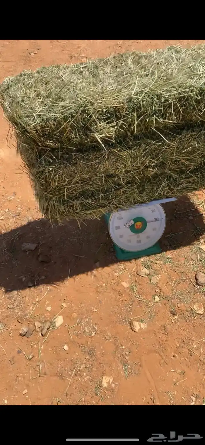 برسيم صافي شد متر 0