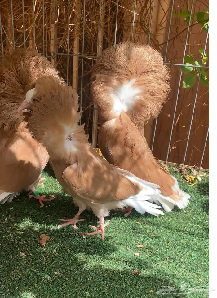 زوج جاكوبين مع انتاجهم 3