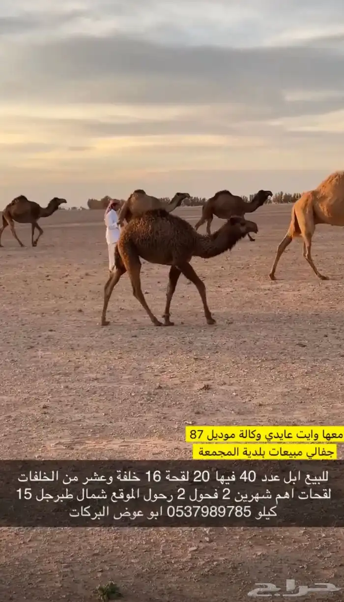 ابل جمله للبيع عدد 40 متن 20 لقحة 16 خلفة 2رحول 2فحول 0