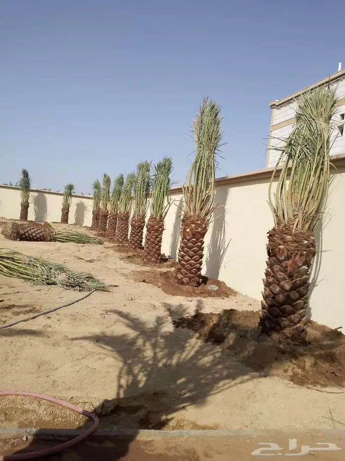 انخل البيع 3