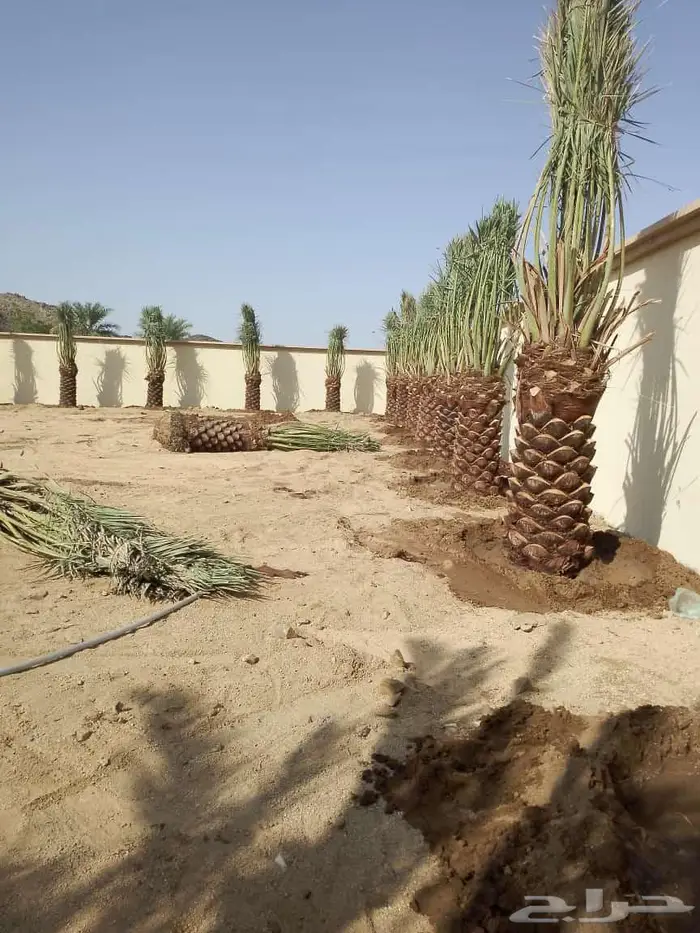 انخل البيع 7