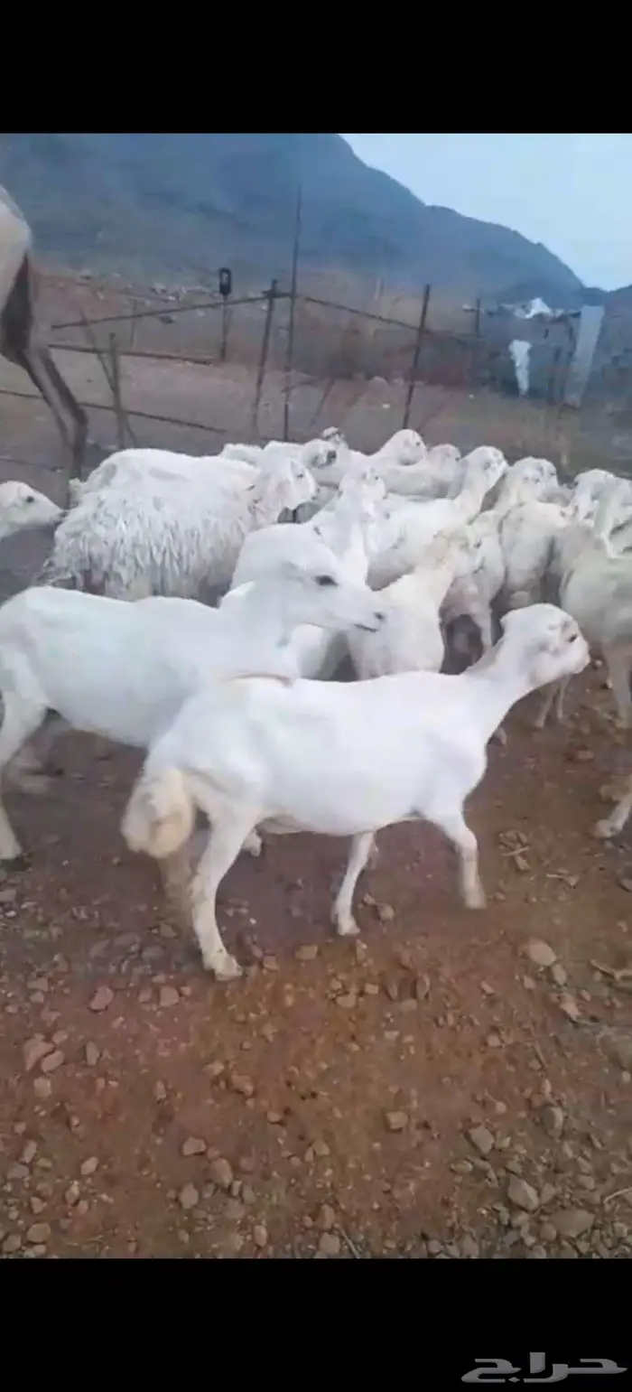 ضان رفيدي محايل 3