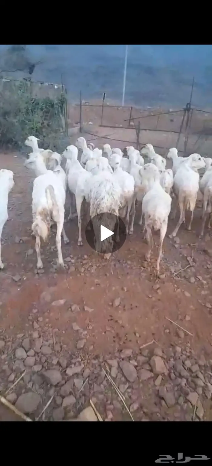 ضان رفيدي محايل 1