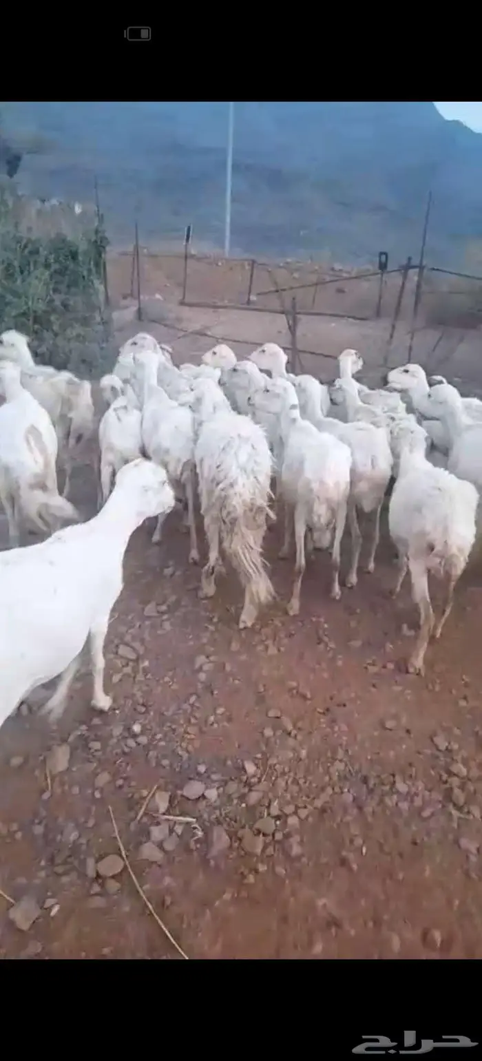ضان رفيدي محايل 2