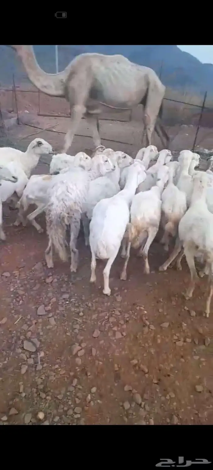 ضان رفيدي محايل 0