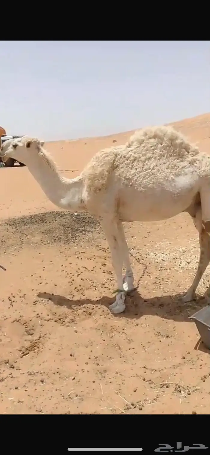 للبيع قعود اوضح حق طيب بالخرج 1