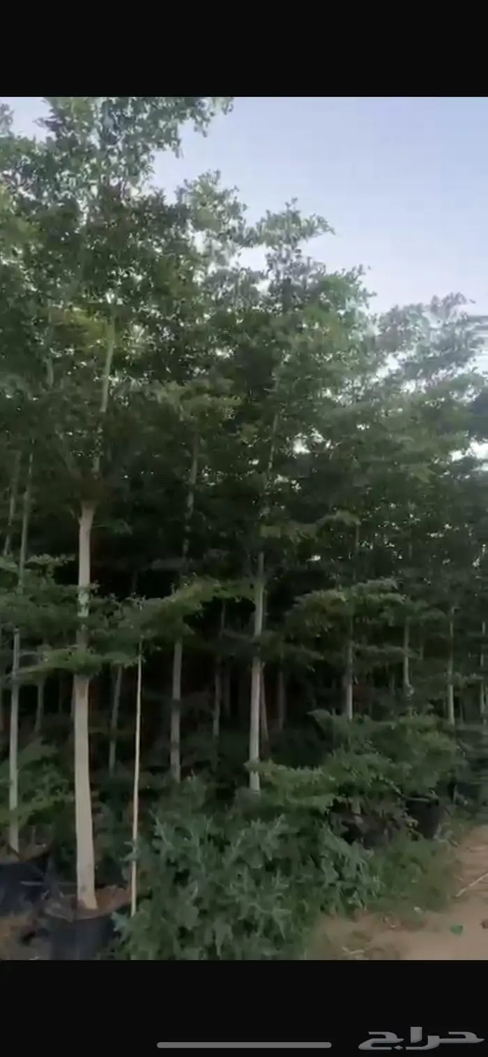 أشجار كبيره شجر كبير بونسيانا لبخ ترمناليا اشجار نادره 0