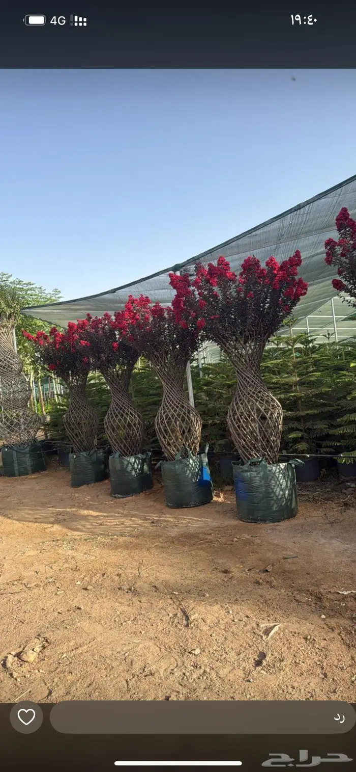 أشجار كبيره شجر كبير بونسيانا لبخ ترمناليا اشجار نادره 1