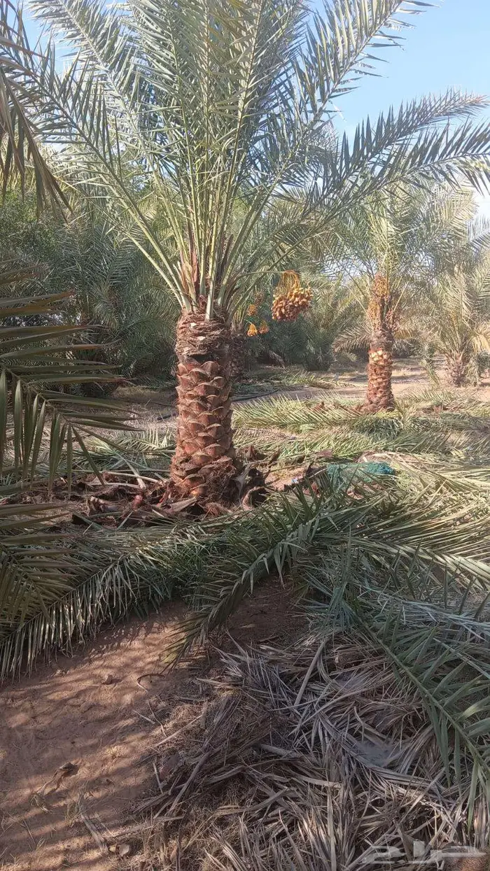 انخل البيع 2