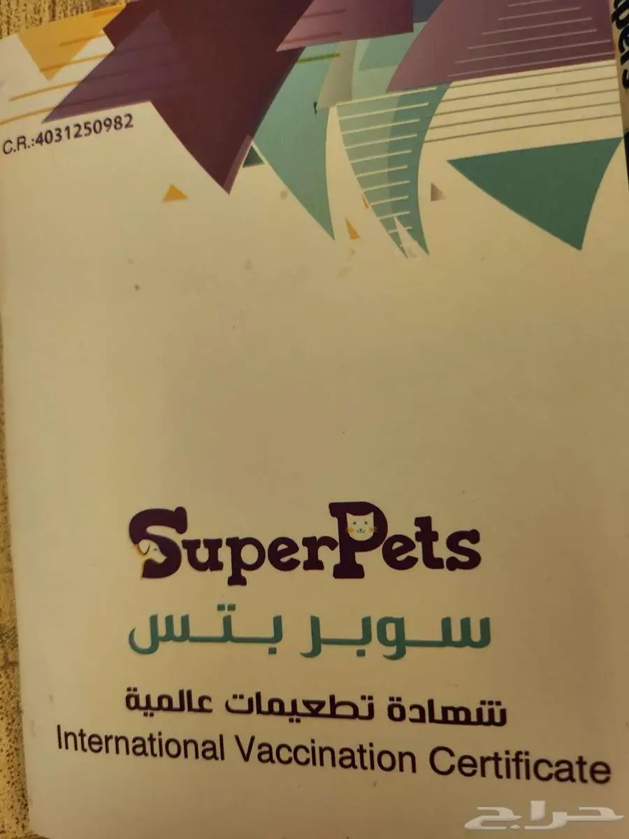 قطة أنثى للتبني (مكة - جدة) 5