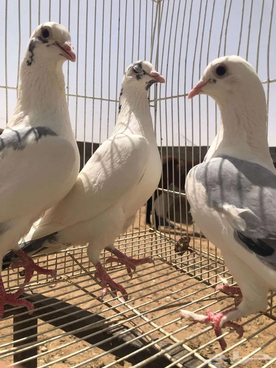 للبيع حمام 3