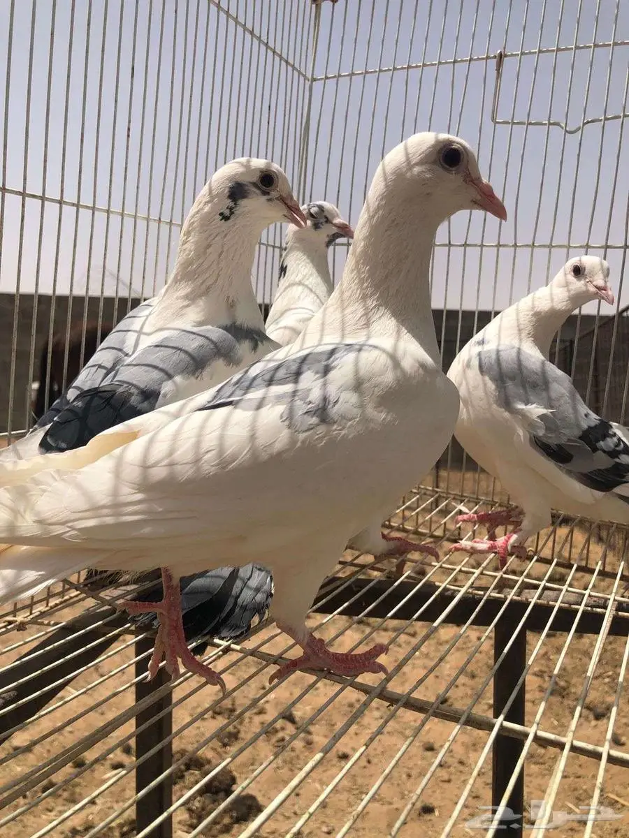 للبيع حمام 2