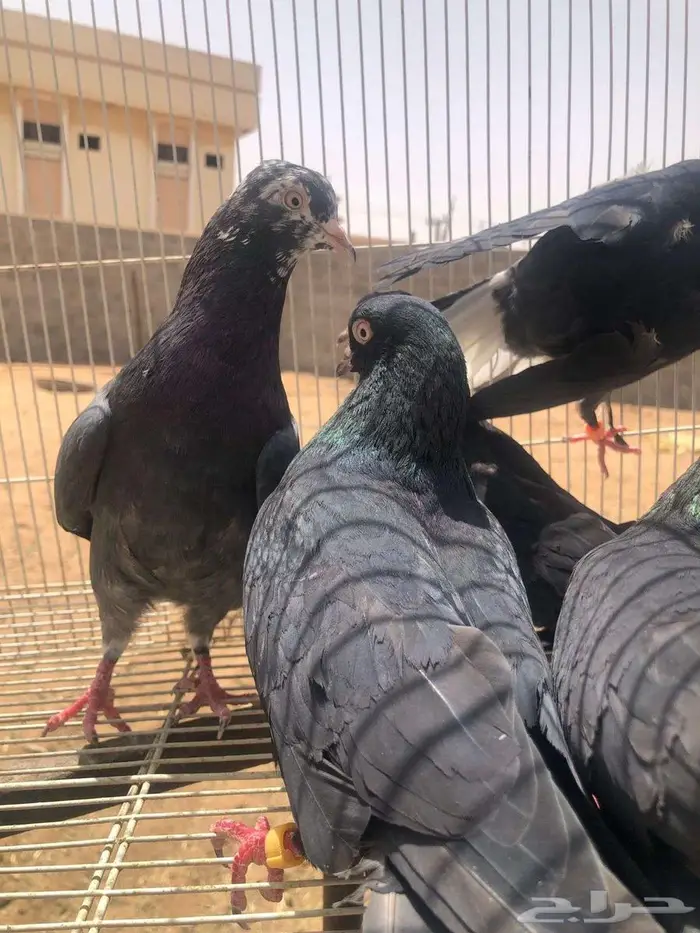 للبيع حمام 4