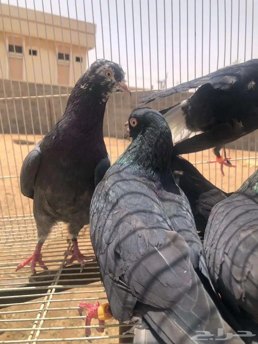 للبيع حمام 4