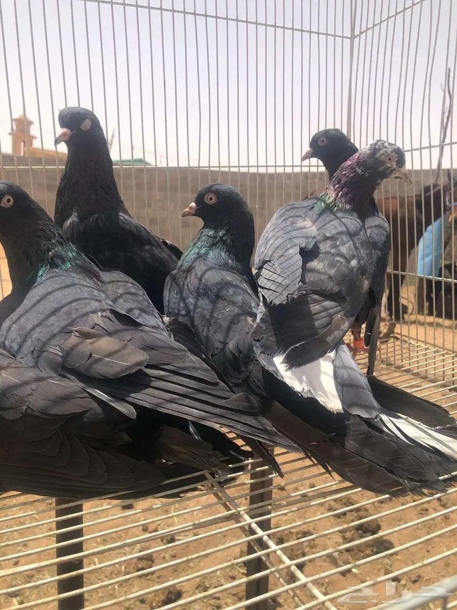 للبيع حمام 1