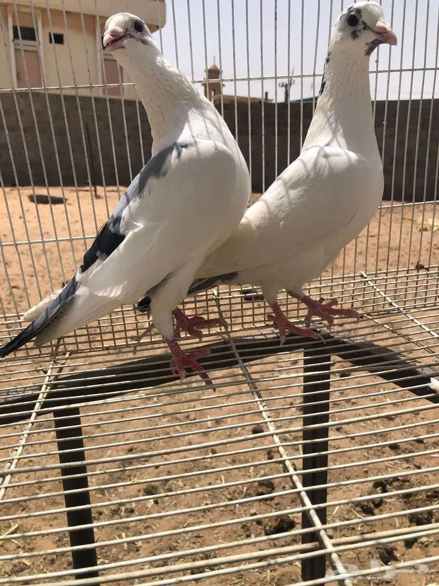 للبيع حمام 0