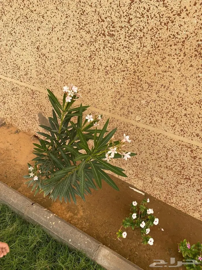 شاليه للايجار والبيع 6
