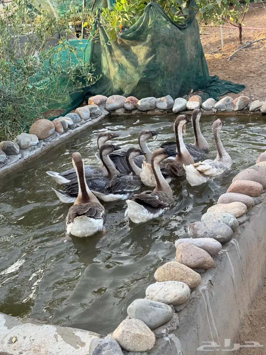 وز عراقي كوبرا صافي 3