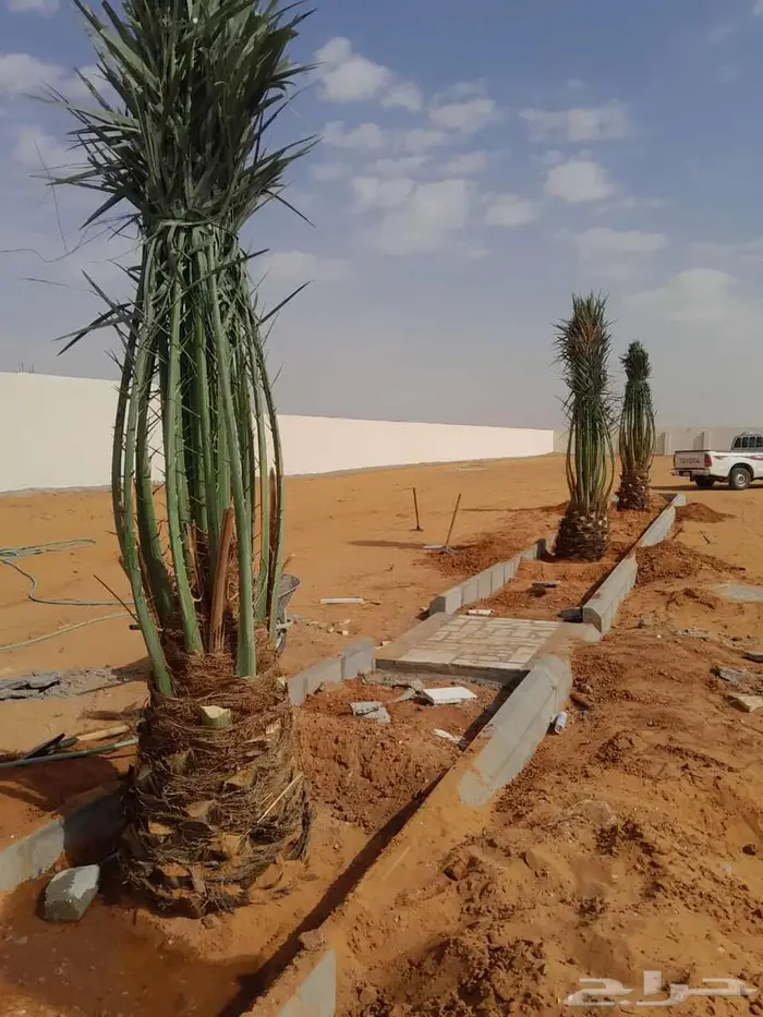 انخل البيع 0