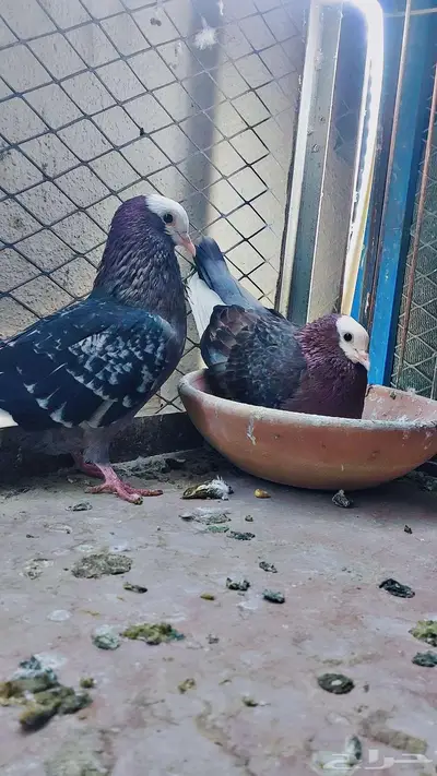 زوج لماع ارشنجل بول هد تم البيييع 2