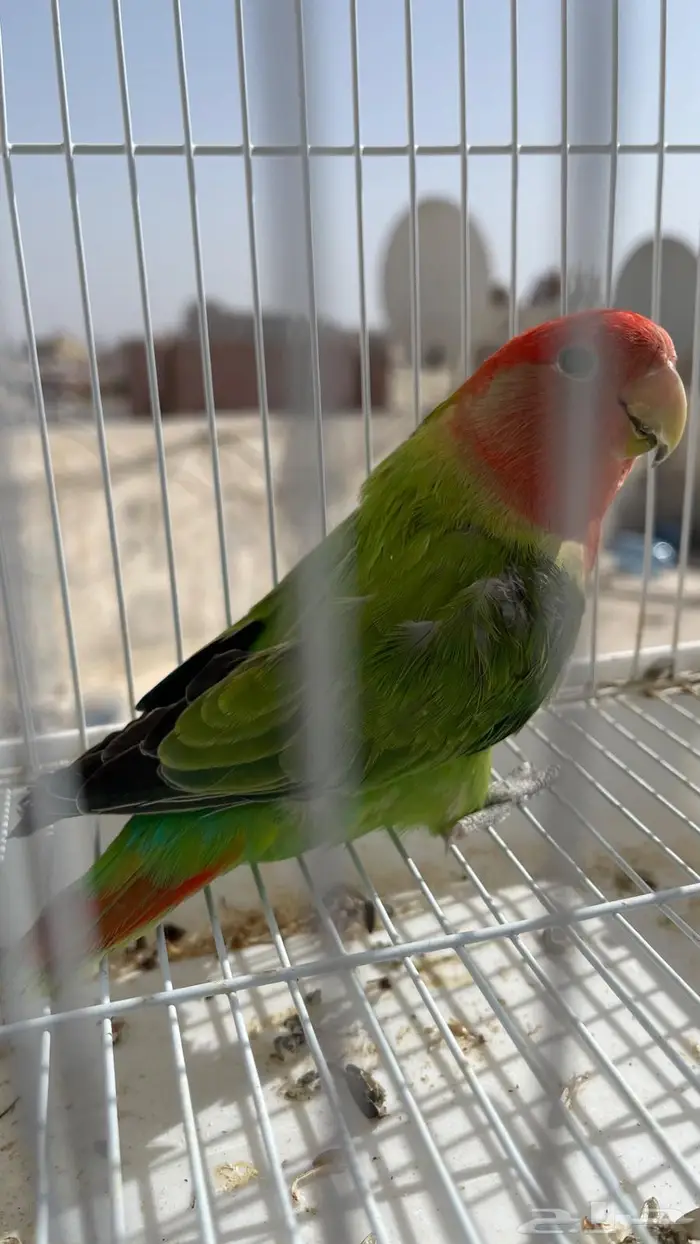 انثى لونق فيذر حجم ومستوى 0