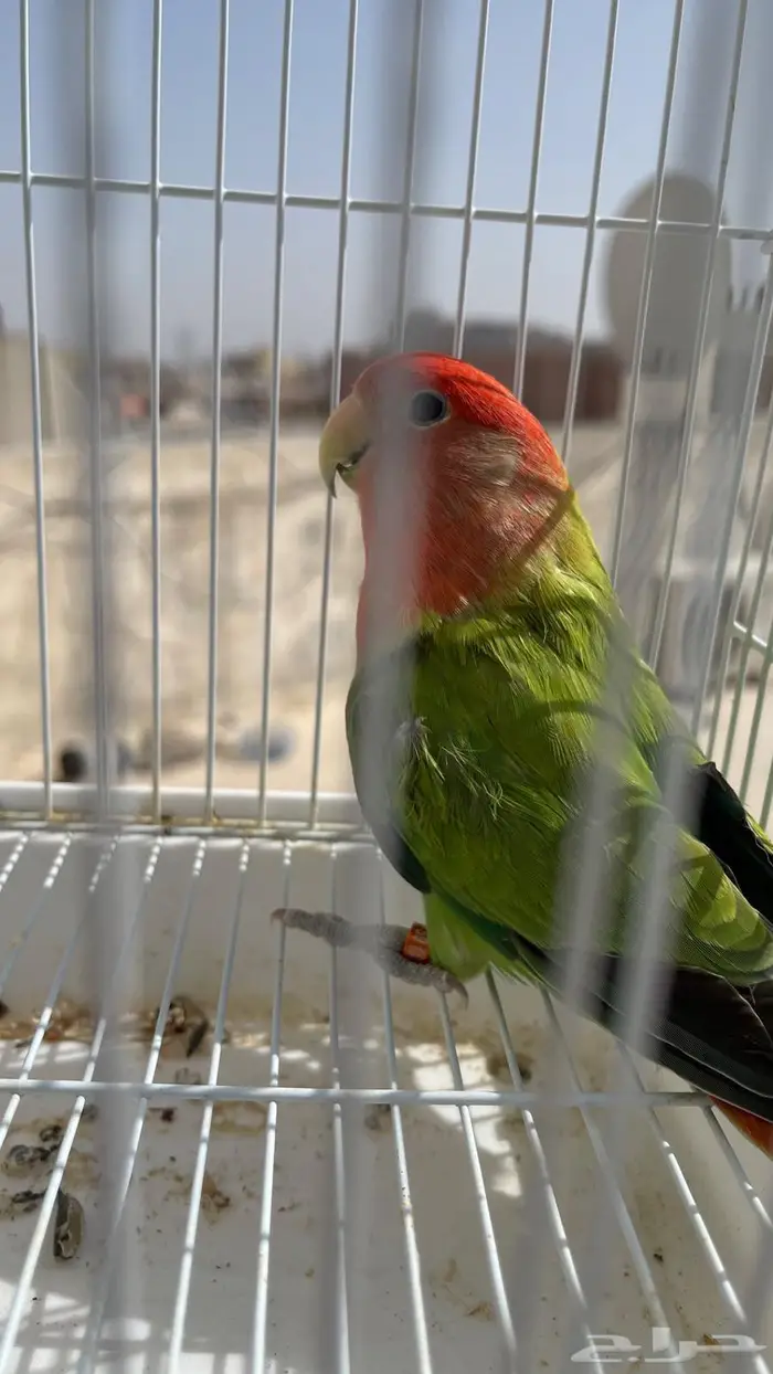 انثى لونق فيذر حجم ومستوى 3