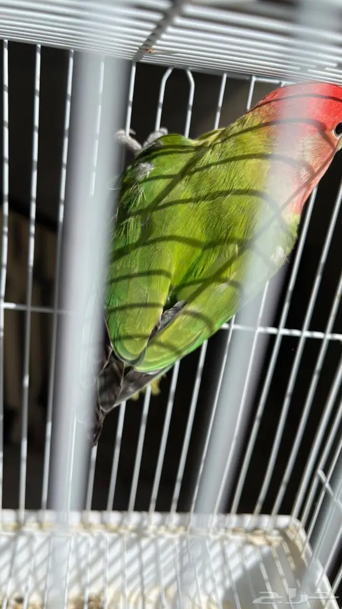 انثى لونق فيذر حجم ومستوى 7