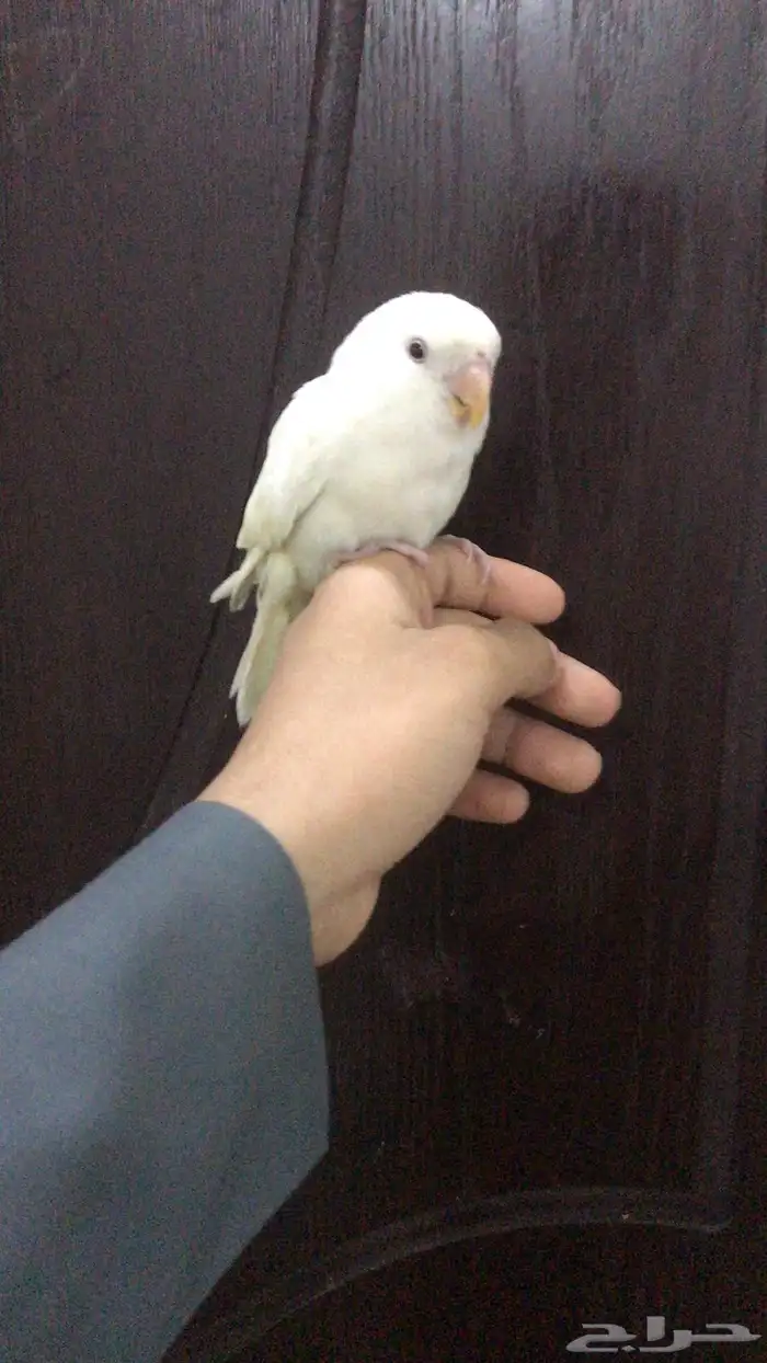 فندقة طيور بأرخص إلا سعار 1