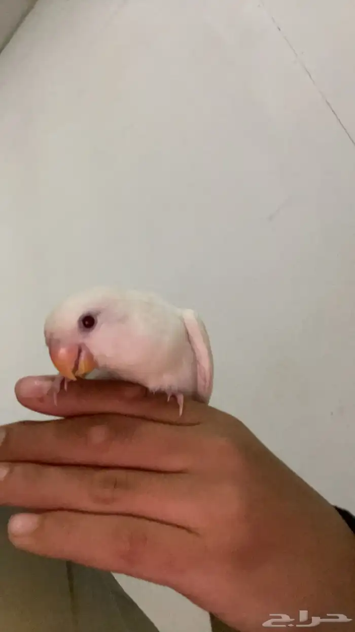 فندقة طيور بأرخص إلا سعار 4