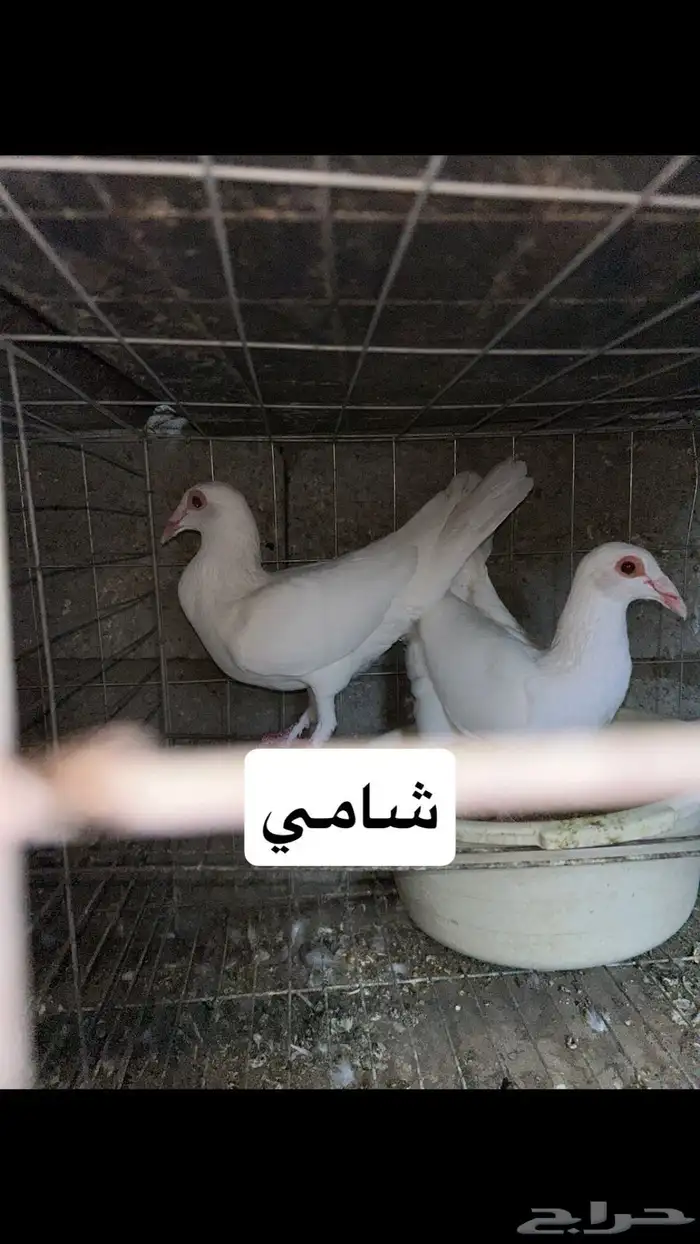 مشروع كامل 21