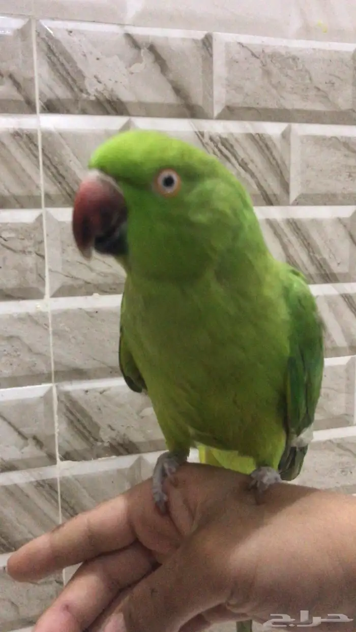 فندقة طيور بأرخص إلا سعار 3