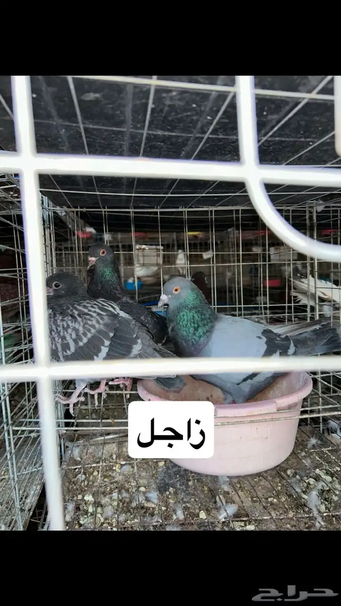 مشروع كامل 15