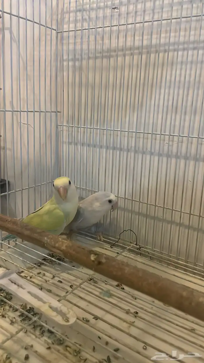 فندقة طيور بأرخص إلا سعار 2