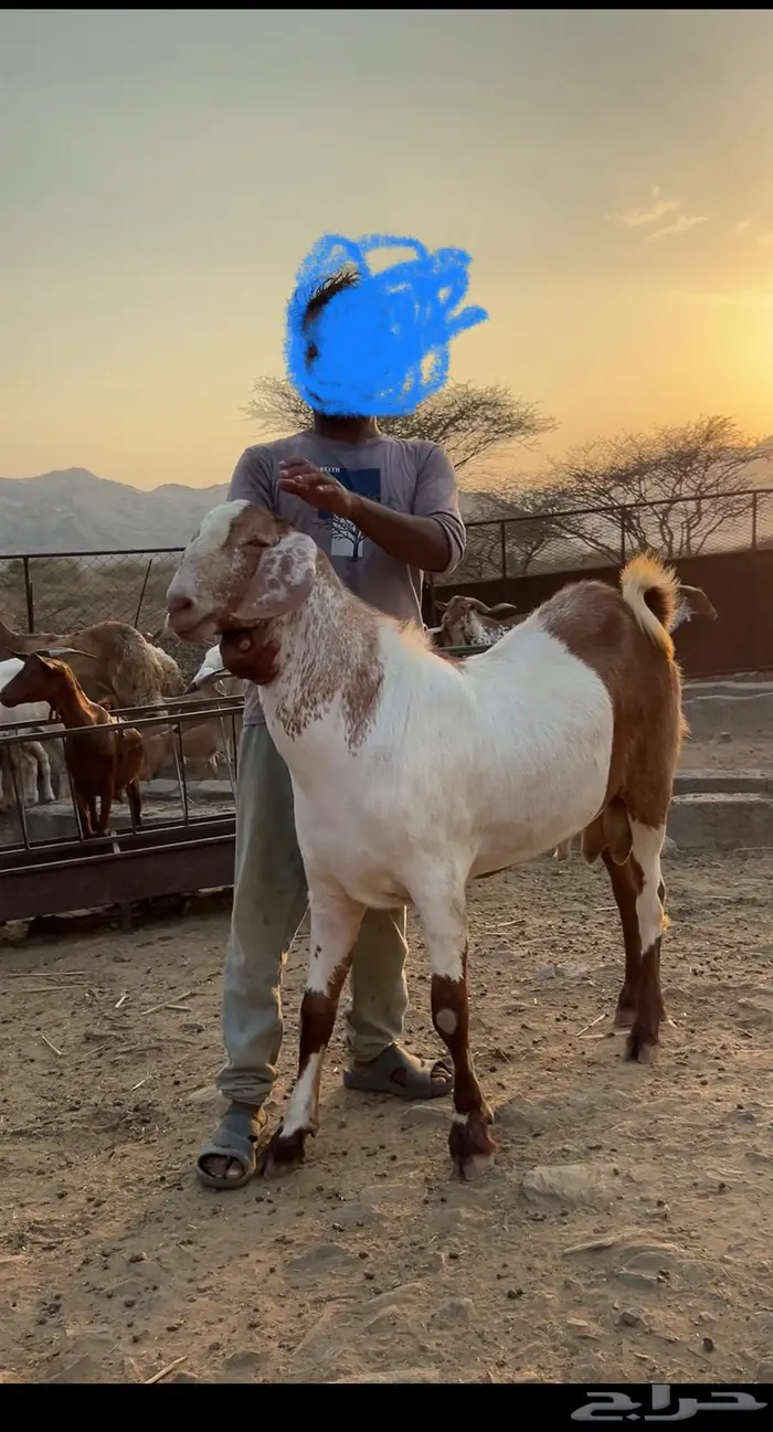 تيس فحل جرم حصان تم البيع 0