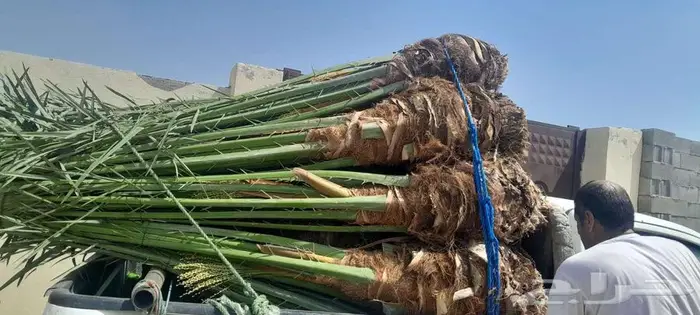 انخل البيع 5