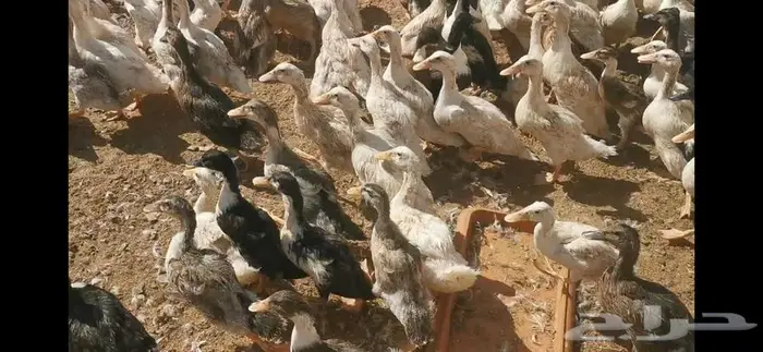 بط منوع العمر شهرين ونص 2