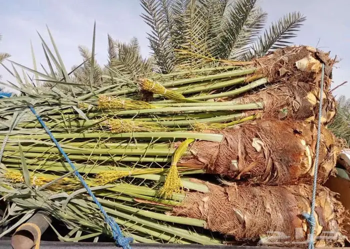 انخل البيع 1