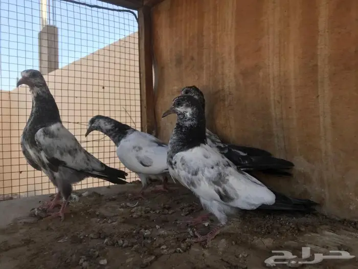 طبات حمام باكستاني تيدي سالكوتي بانتيز قوة على فوة 1