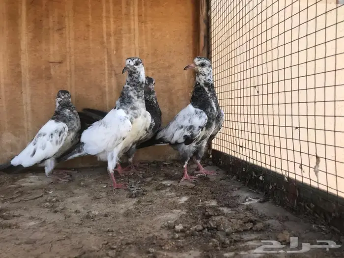 طبات حمام باكستاني تيدي سالكوتي بانتيز قوة على فوة 3