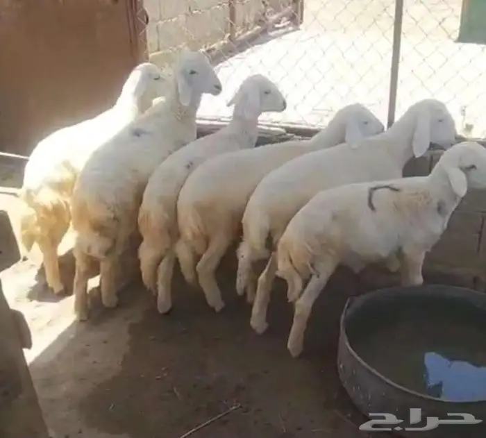 بهم للبيع 0