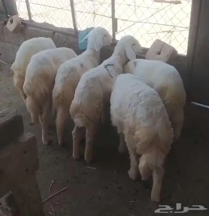 بهم للبيع 1