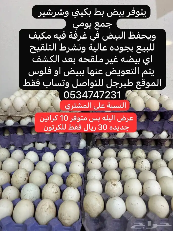بيض بط بكيني وشرشير 0